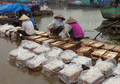 Xuất Khẩu Sứa